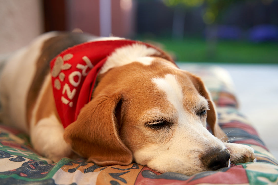 A brown and white dog laying on top of a bed